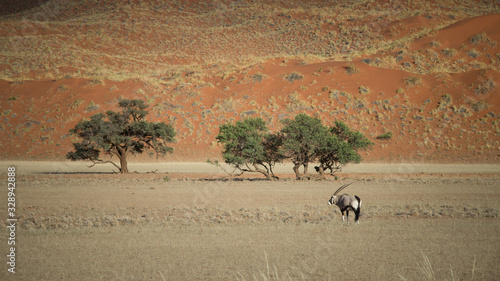 Tableau sur toile Gemsbok against red kalahari dunes and treeline in the background