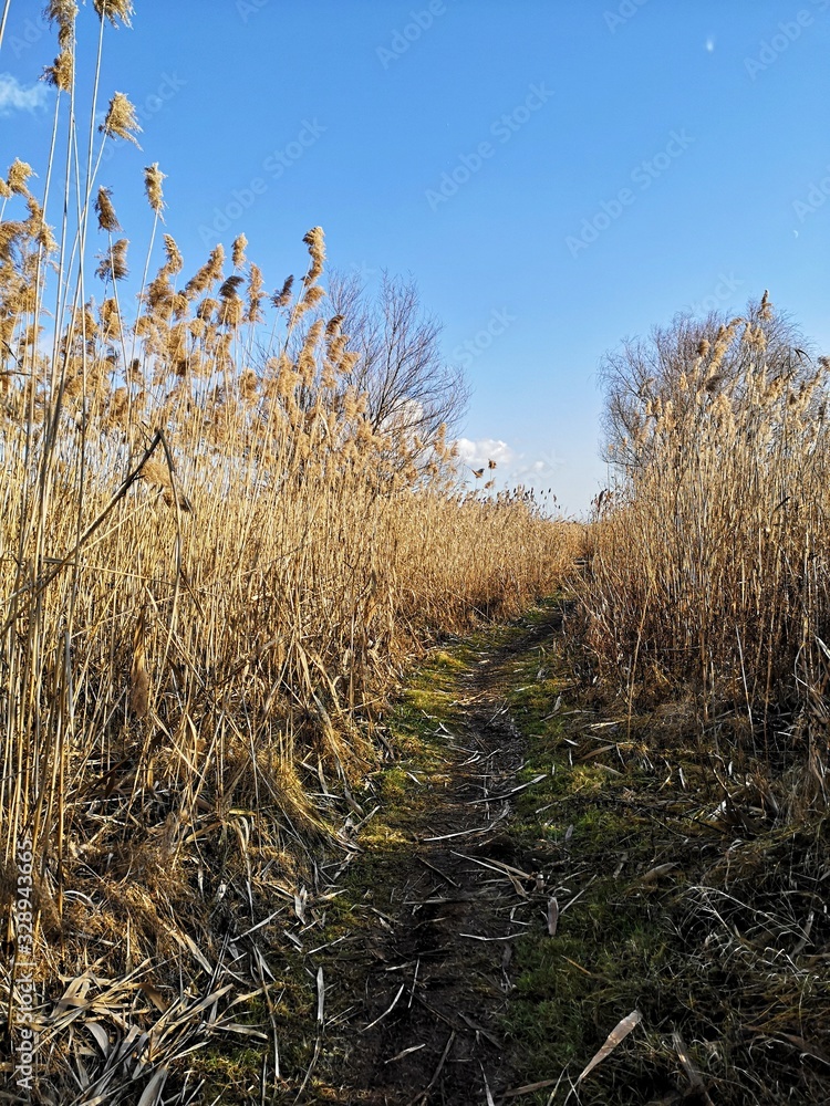 Fototapeta premium Footpath in the delta - reeds in the wind