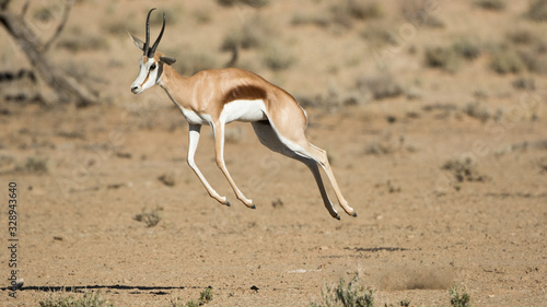 Spingbok jumping in the air