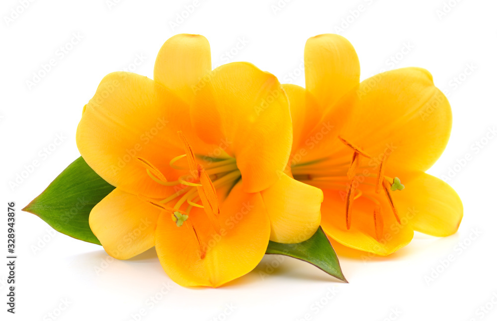 Two yellow lilies. Two yellow lilies.