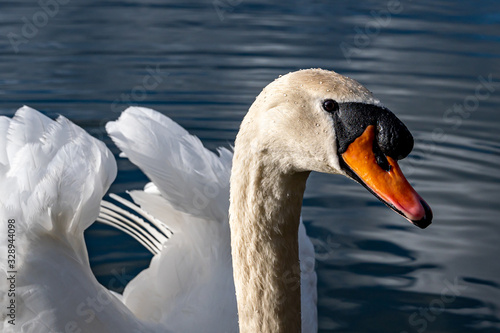 Portrait of adult mute swan  cygnus olor