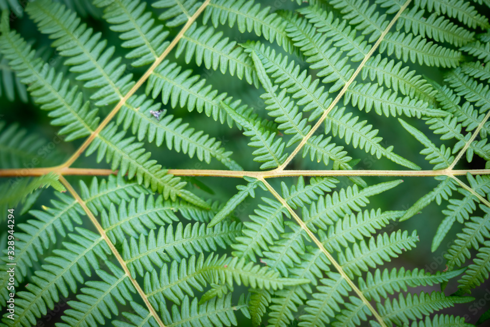 Fern branch textured and symmetrical front view in front of blurred green background