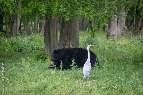 Black bear and crane in front of a tree and grassy meadow
