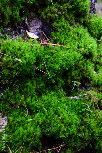 Peat moss (Sphagnum) on a tree trunk - closeup photo