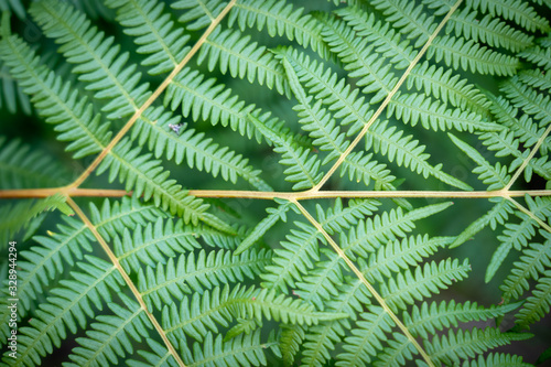 Fern branch textured and symmetrical front view in front of blurred green background