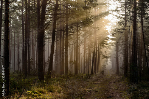 in the woods the early morning sun with its warm sunlight