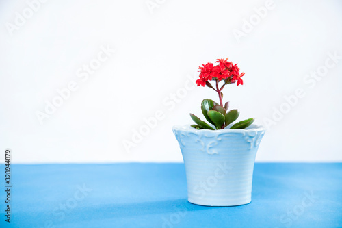 flower in pot © izzetugutmen