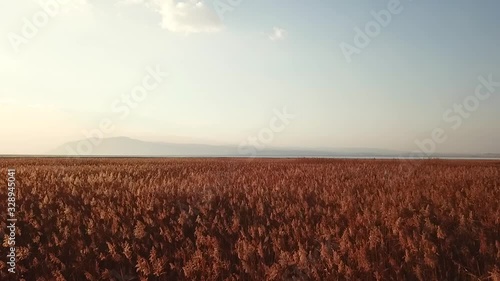 The red reeds aerial shot from acigol Afyonkarahisar photo