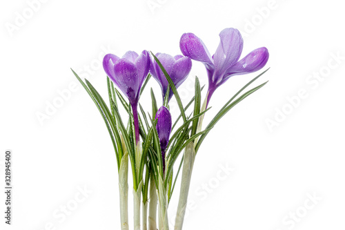 beautiful Crocus flowers with dew drops on a white background