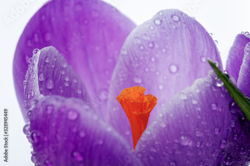 beautiful Crocus flowers with dew drops on a white background