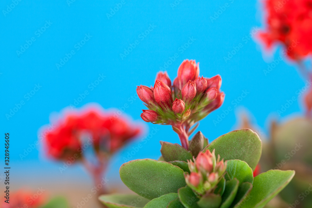 flower on background of blue sky