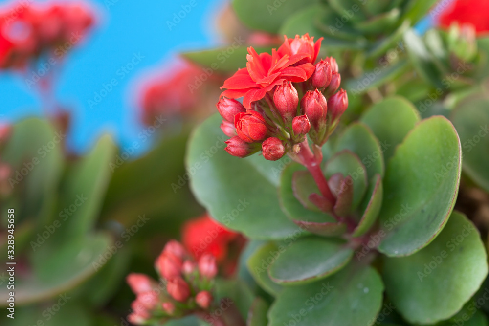 red flowers in the garden red flowers in the garden
