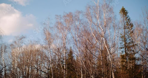 Wallpaper Mural trees moving on wind in spring Torontodigital.ca
