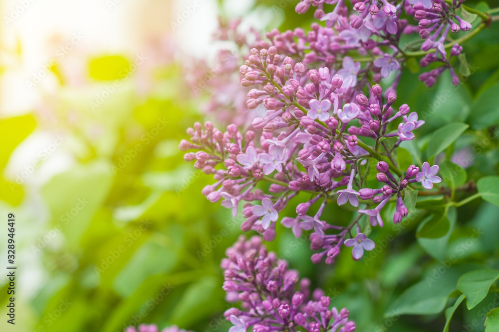 branches of fresh purple spring blooming lilac branches of fresh purple spring blooming lilac