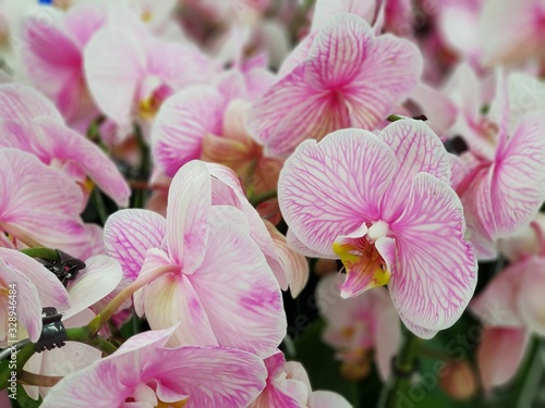 Pink orchid background image