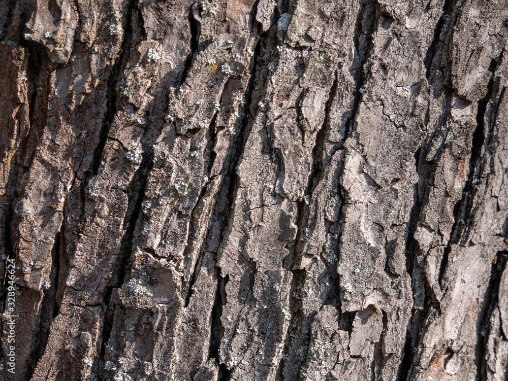 Obraz premium Bark of tree trunk, texture background, closeup