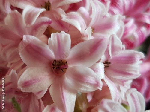 Blooming flower of pink hyacinth