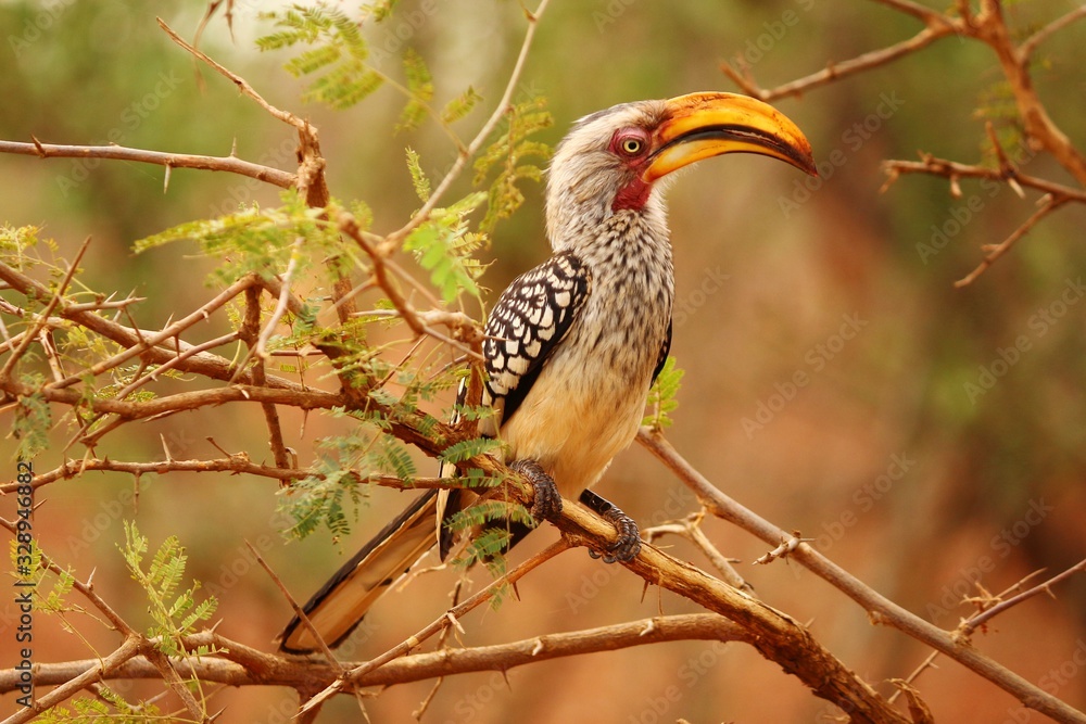Fototapeta premium Southern yellow-billed Hornbill in South Africa