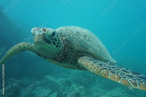 Hawaiian Green Sea Turtle  © EMMEFFCEE 