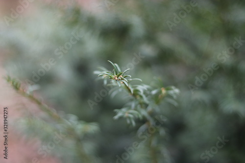 blurred background of fir branches in the forest
