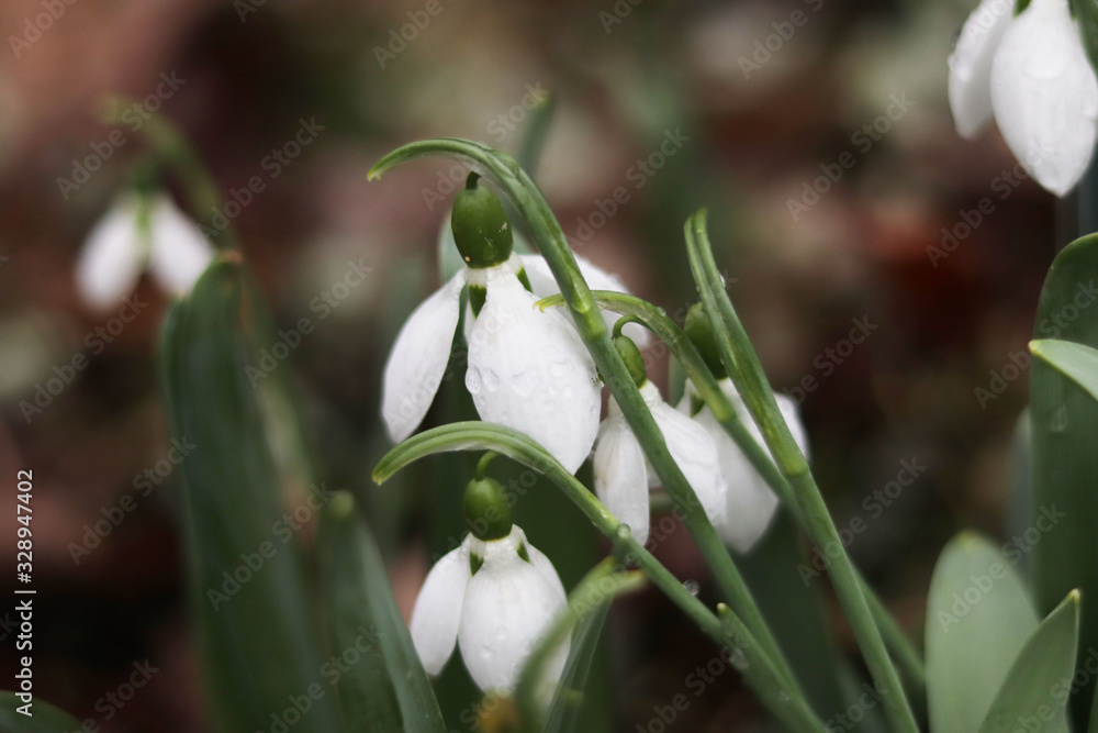 spring white snowdrop flowers close-up spring white snowdrop flowers close-up