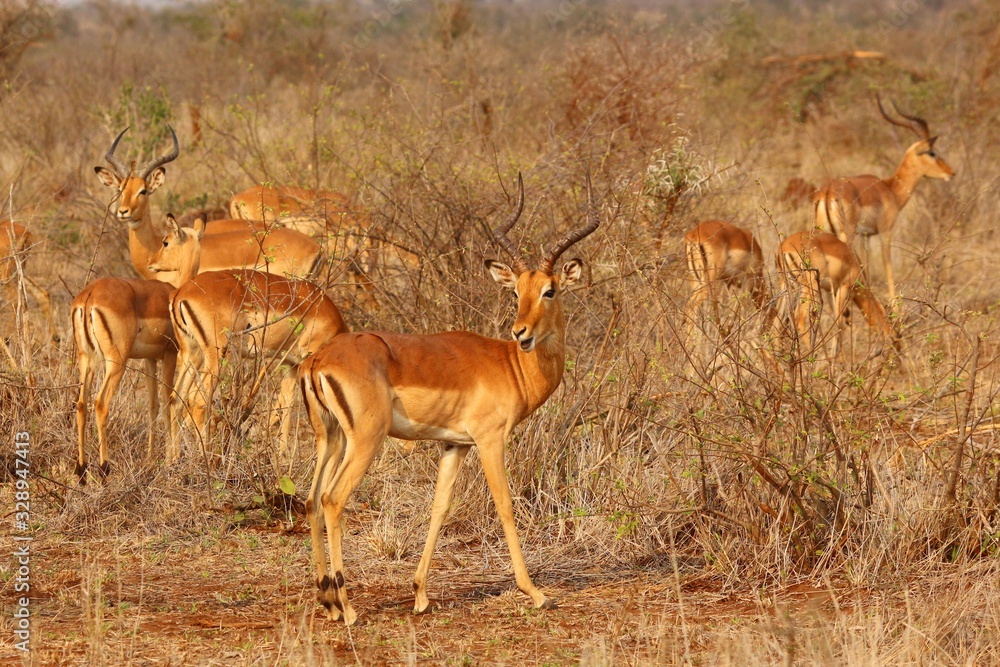 Naklejka premium Herd of Impalas at Kruger National Park in South Africa