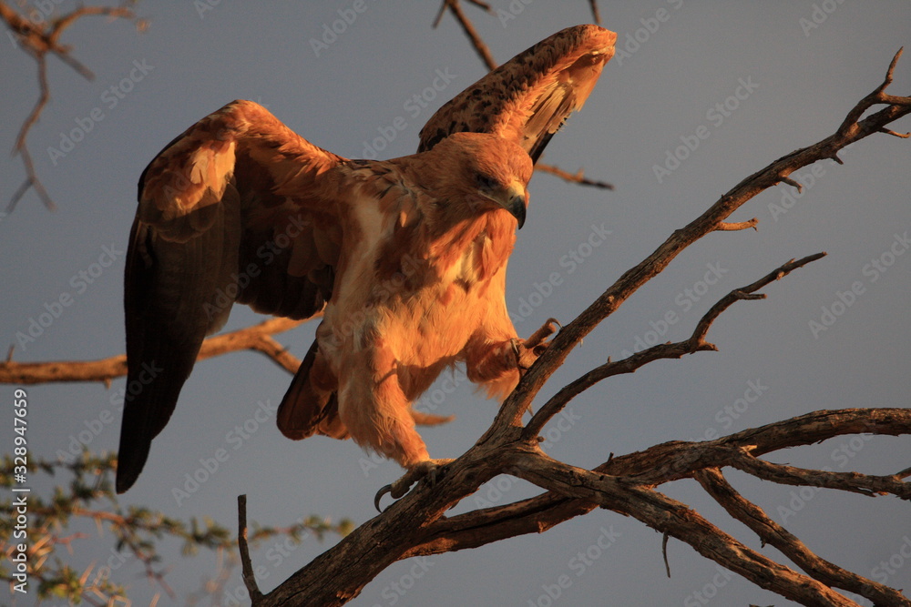 Tawny Eagle opening wings and ready to fly