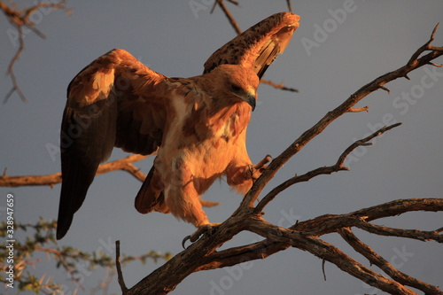 Tawny Eagle opening wings and ready to fly