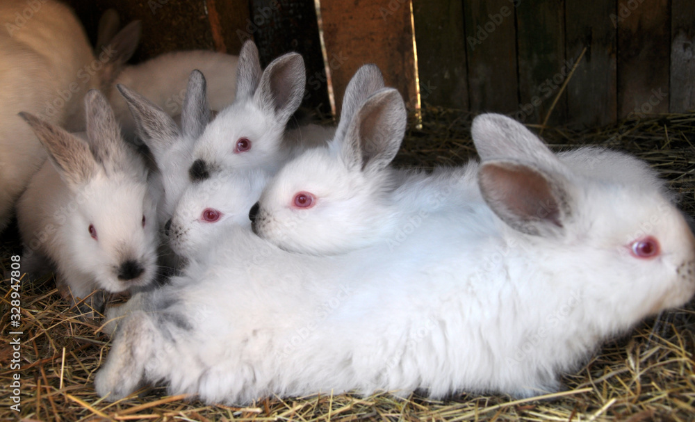 Obraz premium Californian breed rabbits