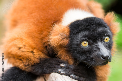 Wallpaper Mural Close up of a red ruffed lemur perched on a branch and staring, against a green bokeh background Torontodigital.ca