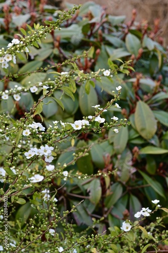 white buds and buds with young leaves on the branches of the bush