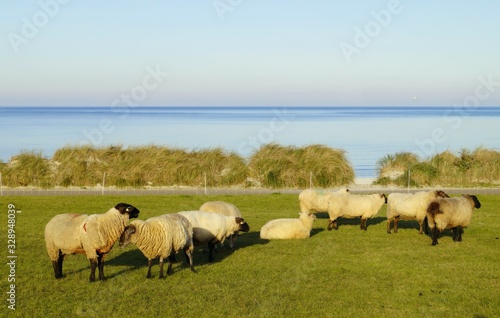 Auch Schafe lieben Urlaub am Meer