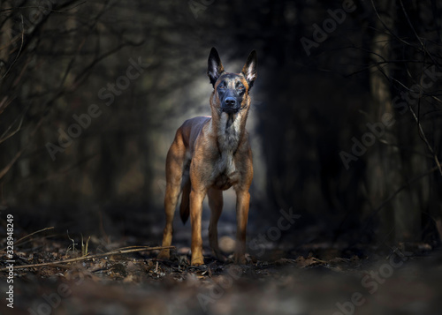 Foto Belgian shepherd malinois portrait - dark forest backgroung