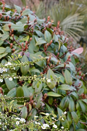 white buds and buds with young leaves on the branches of the bush