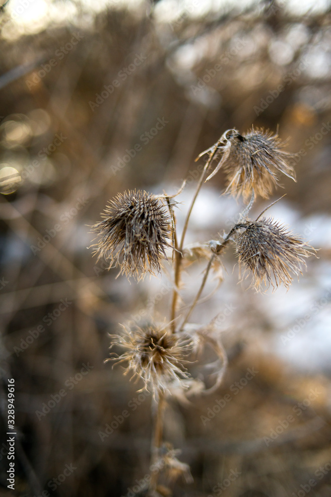 The beginning of spring. Nature awakens from winter. Thawed snow, flowers, trees, streams, bushes, grass and land. The beginning of spring. Nature awakens from winter. Thawed snow, flowers, trees, streams, bushes, grass and land.