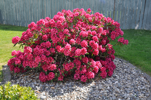 Pink rhododendron bush