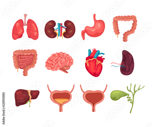 Human internal organs isolated set collections. Vector flat graphic design cartoon illustration