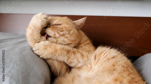 фотографія Cat grooming itself, licking paws