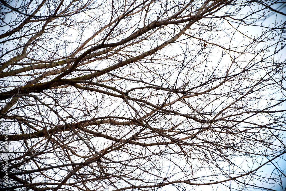 The beginning of spring. Nature awakens from winter. Thawed snow, flowers, trees, streams, bushes, grass and land. The beginning of spring. Nature awakens from winter. Thawed snow, flowers, trees, streams, bushes, grass and land.
