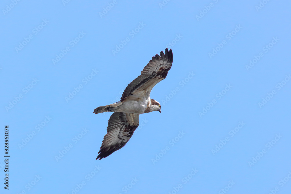 Obraz premium 飛翔するミサゴ