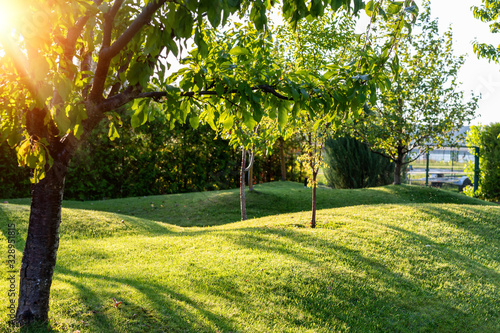 Beautiful green english fruit tree garden with mown grass lawn hills, knolls and hilloks at warm evening sunset day time. Landscape design , maintenance, service and gardening