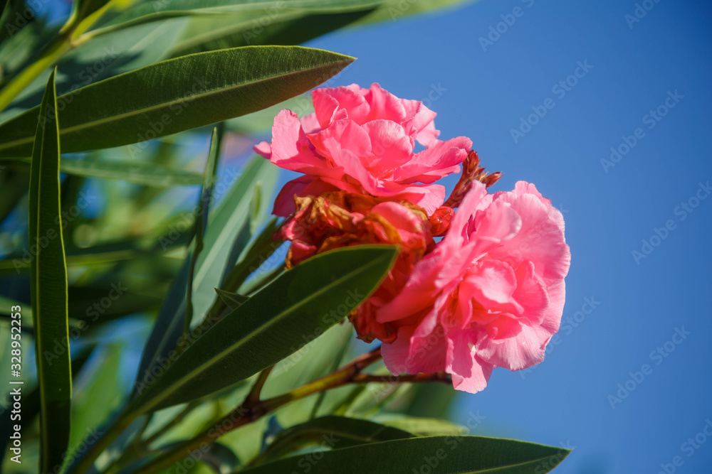 Blooming pink oleander against the blue sky. Pink flowers with green leaves on an oleander bush. Close up.