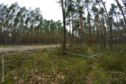 Fototapeta Naklejka Na Ścianę i Meble -  Sosny i świerki w lesie jesienią lub wczesną wiosną w pochmurny dzień.