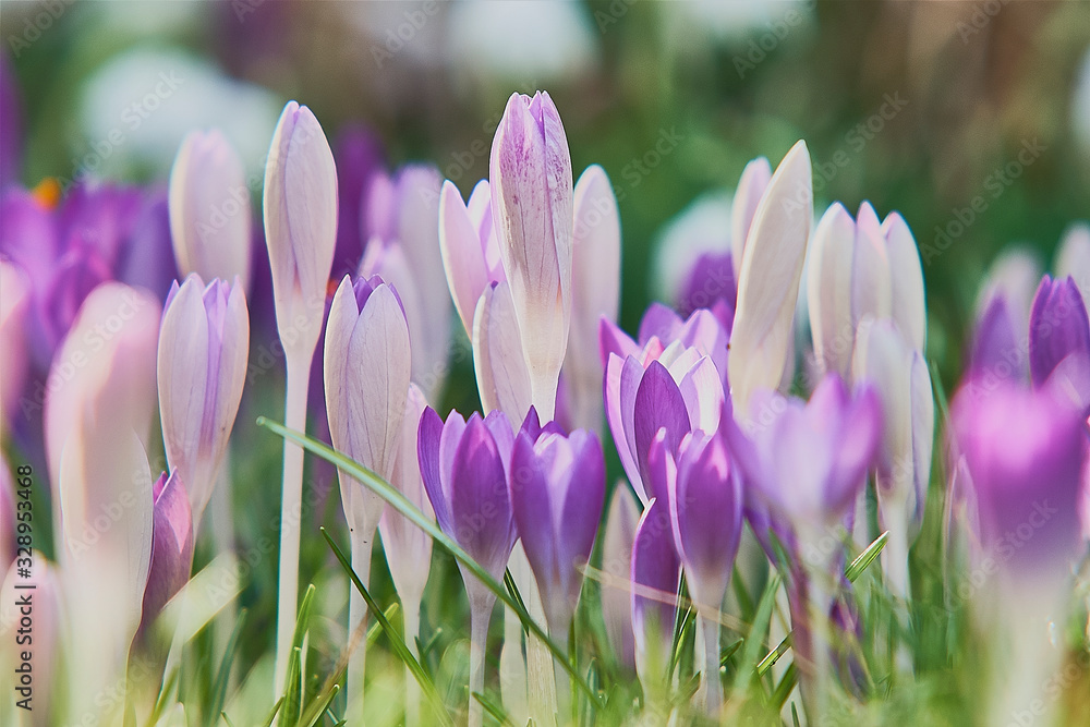 Fototapeta Spring crocus flowering move purple whilte