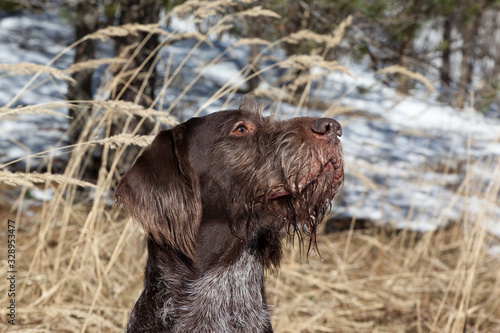 Dog German Wirehaired pointer portrait in early spring forest