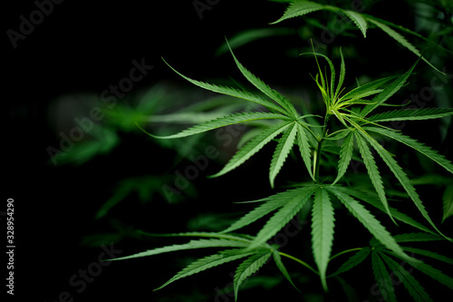 marijuana cannabis plant on white background. farm agriculture medicine drug.  