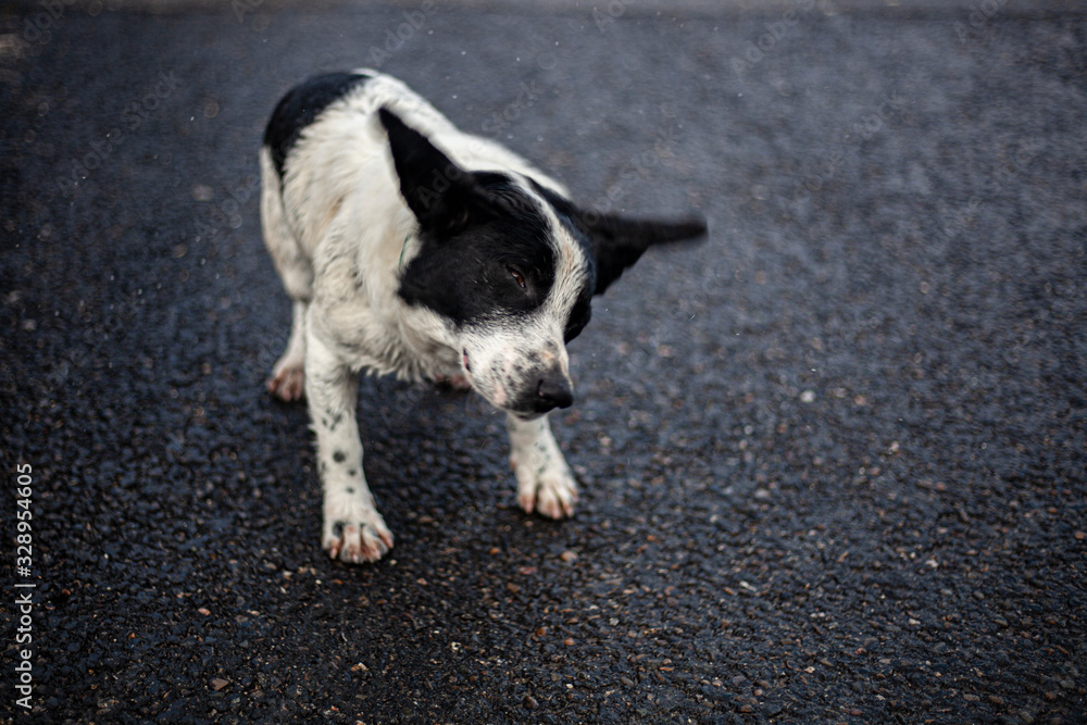 A stray dog is wandering on the street. A cute dog is looking for a master. Poor thing freezes in the city. The four-legged friend does not know the affection of people. Missing pet. A stray dog is wandering on the street. A cute dog is looking for a master. Poor thing freezes in the city. The four-legged friend does not know the affection of people. Missing pet.
