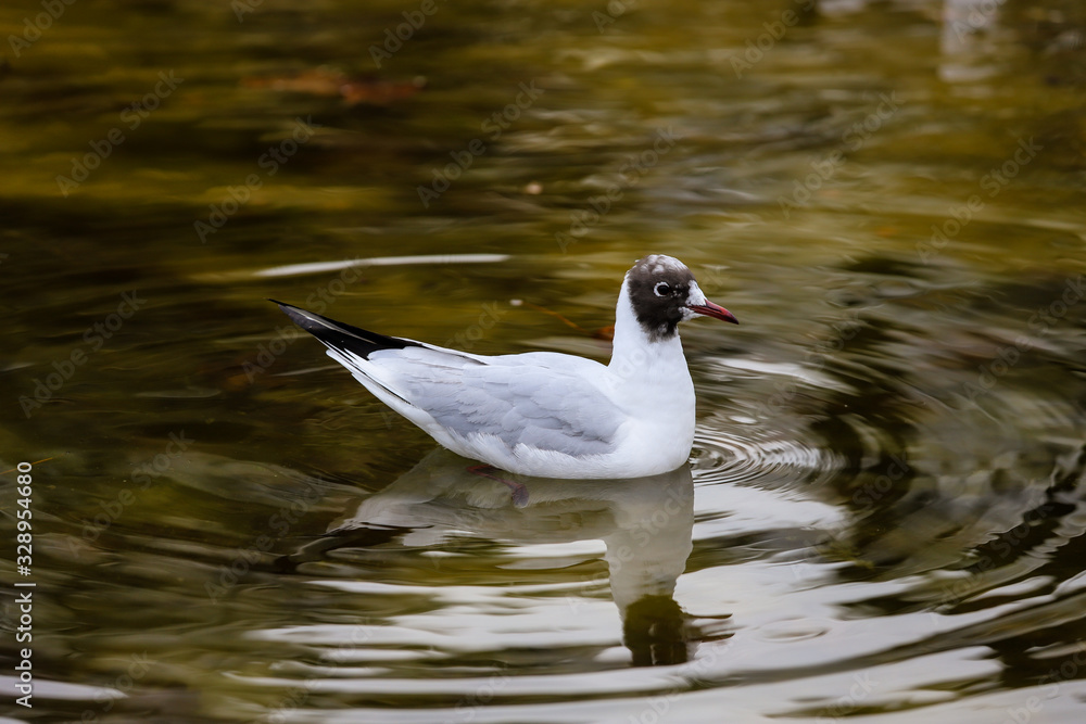 Detail and close-up of a small white seagull with the black head in the water.