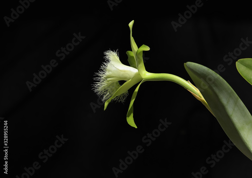 Profile view of a white Rhyncholaelia digbyana orchid with a ruffle lip.