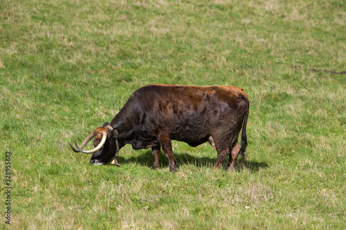 Isolated portuguese nothern breed cow eating grass in a field, Fafe outskirts, Minho region, Portugal
